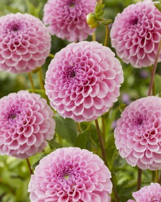 Dalia - Stolze Von Berlin