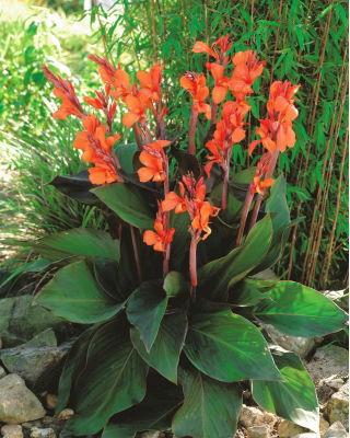 Kanna - Wyoming - duża paczka! - 10 szt.