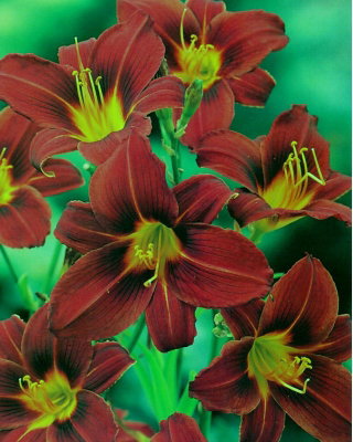 Liliowiec Black Prince - GIGA paczka! - 50 szt.