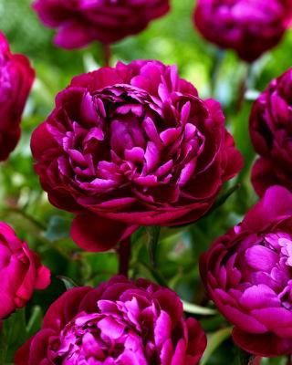 Piwonia, Paeonia - Peter Brand - sadzonka - duża paczka! - 10 szt.