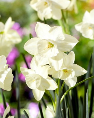 Narcyz Silver Bouquet - GIGA paczka! - 250 cebulek