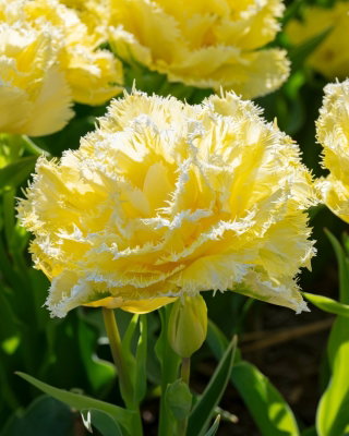 Tulipan Lemon Shoot - GIGA paczka! - 250 cebulek