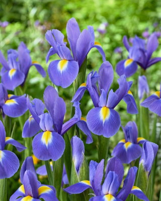 Irys holenderski - Blue Magic - duża paczka! - 100 cebulek