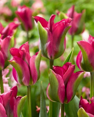 Tulipan Green Love - GIGA paczka! - 250 cebulek