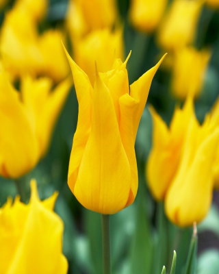 Tulipan La Perla - 5 cebulek