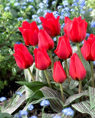 Tulipan March of Time - 5 cebulek