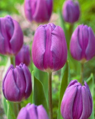 Tulipan fioletowy - Purple - 5 cebulek