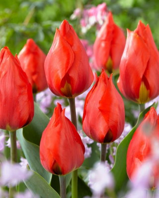 Tulipan Red Paradise - GIGA paczka! - 250 cebulek