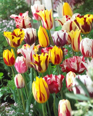 Tulipan Rembrandt mix - duża paczka! - 50 cebulek