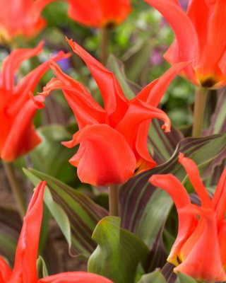 Tulipan Rigas Barikades - 5 cebulek