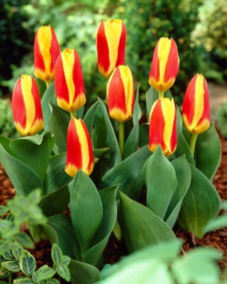 Tulipan Stresa - duża paczka! - 50 cebulek
