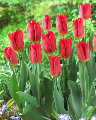 Tulipan Strong Fire - duża paczka! - 50 cebulek