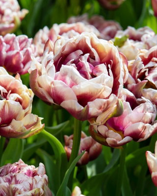 Tulipan Wyndham - duża paczka! - 50 cebulek