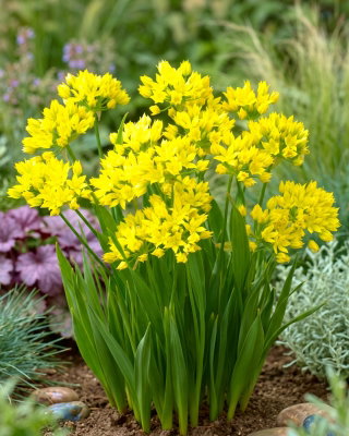 Czosnek złocisty - Allium moly - GIGA paczka! - 1000 szt.