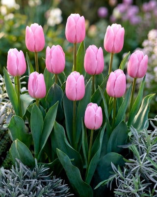 Tulipan jasnoróżowy - Light Pink - duża paczka! - 50 szt.