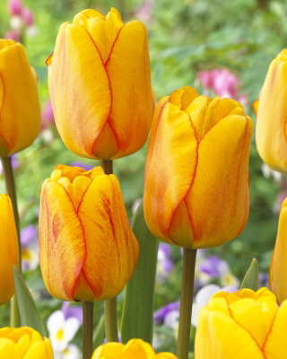 Tulipan Blushing Apeldoorn - 5 cebulek