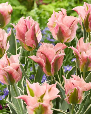 Tulipan China Town - opak. 5 szt.
