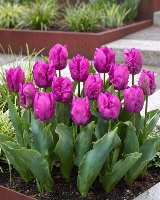Tulipan papuzi fioletowy - Parrot purple - duża paczka! - 50 szt.