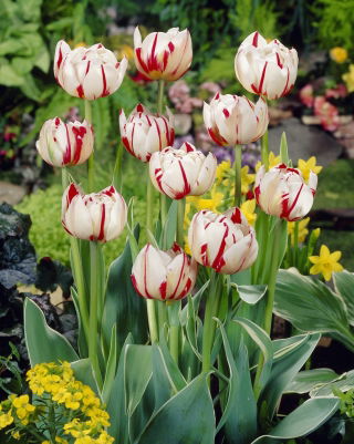 Tulipan Carnaval de Nice - 5 szt.