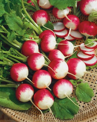 BIO Rzodkiewka National 2 - Certyfikowane nasiona ekologiczne - 425 nasion