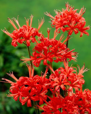 Nerine Kodora - 1 cebulka