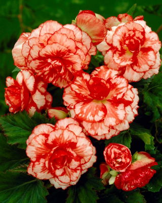 Begonia czerwono-biała - Marmorata - 2 bulwy