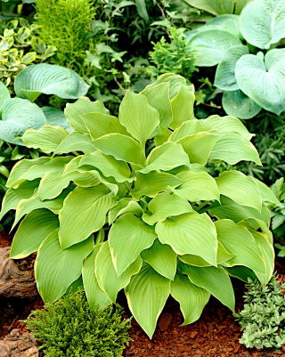Hosta - Funkia Lakeside Cha Cha - 1 kłącze
