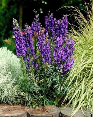 Tojad niebieski - Aconitum - sadzonka - duża paczka! - 10 szt.