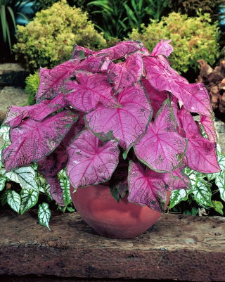 Kaladium - Fannie munson - fioletowy - duża paczka! - 10 szt.