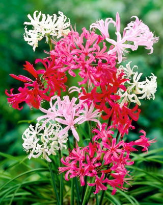 Nerine - mix kolorów - GIGA paczka! - 50 szt.