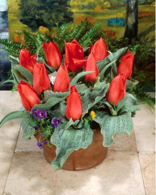 Tulipan Annie Salomons - 5 cebulek