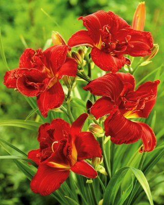 Liliowiec Double Firecracker - GIGA paczka! - 50 szt.
