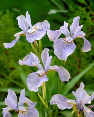 Irys syberyjski, Kosaciec - Soft Blue - GIGA paczka! - 50 szt.