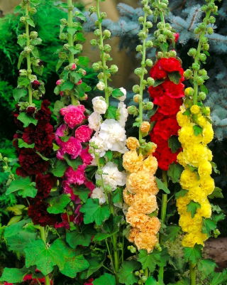 Malwa różowa - kolorowy mix - 1 kłącze