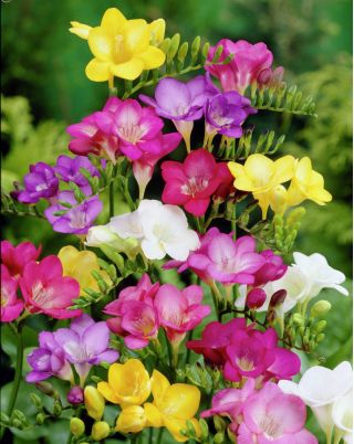 Freesia - Frezja pojedyncza mix kolorów - 10 cebulek