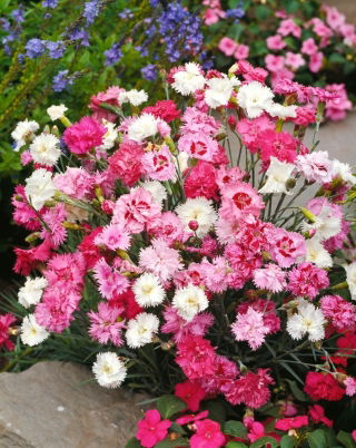 Goździk pierzasty Spring Beauty - mieszanka