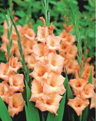 Gladiolus - Mieczyk Peter Pears - 5 cebulek