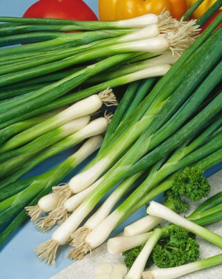 Cebula siedmiolatka Winter Nest - 100 gram - 45000 nasion