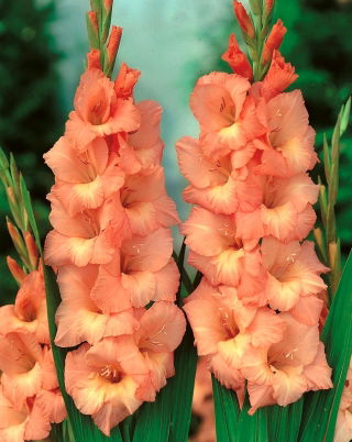 Gladiolus - Mieczyk Spic and Span - 5 cebulek