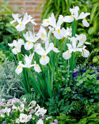 Irys holenderski White Excelsior - 10 cebulek