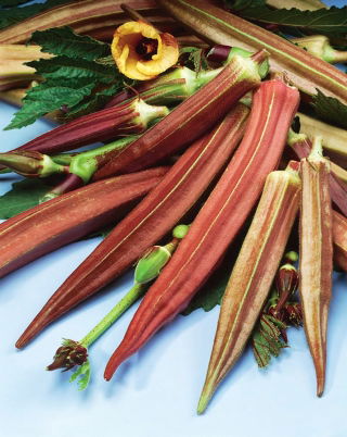 Okra, Ketmia jadalna Burgundy - 30 nasion