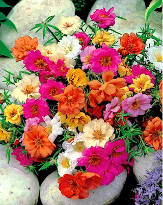 Portulaka wielkokwiatowa - mieszanka