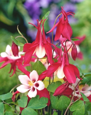 Orlik Crimson Star