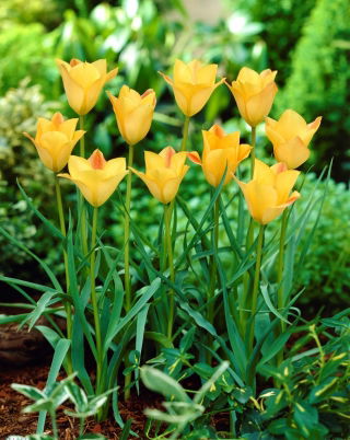 Tulipan Batalinii Bronze Charm - 5 szt.