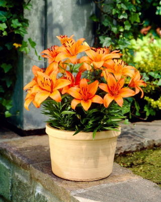 Lilia miniaturka - Orange Pixie - GIGA paczka! - 50 szt