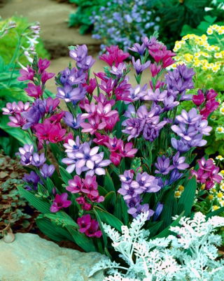 Babiana - mix kolorów - GIGA paczka! - 500 szt.