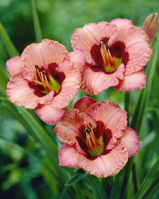 Liliowiec Orchid Candy - duża paczka! - 10 szt.