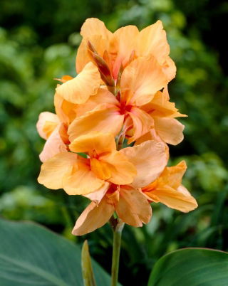 Kanna - Apricot Dream - duża paczka! - 10 szt.