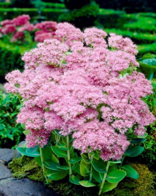 Rozchodnik Brillant - Sedum - sadzonka - duża paczka! - 10 szt.