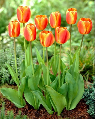 Tulipan Oxfords Elite - duża paczka! - 50 cebulek